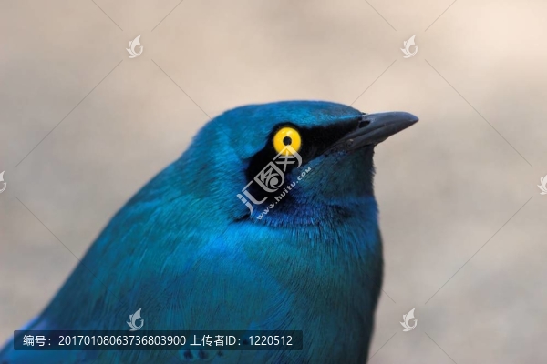 藍耳椋鳥