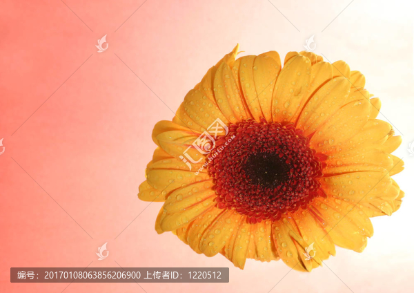黃色的花
