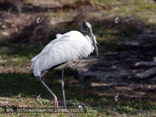木stork2
