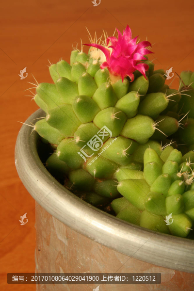 粉紅仙人掌花特寫