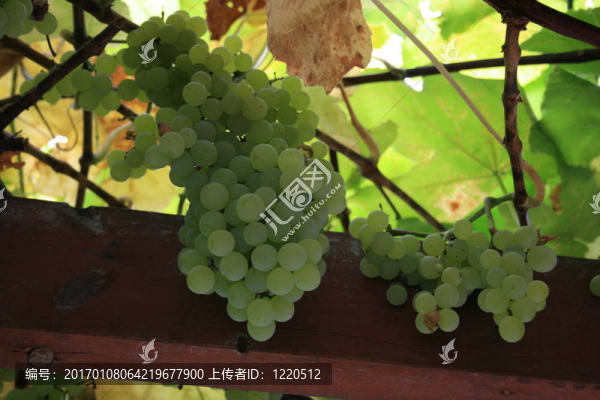 葡萄
