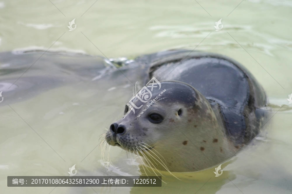 小海豹