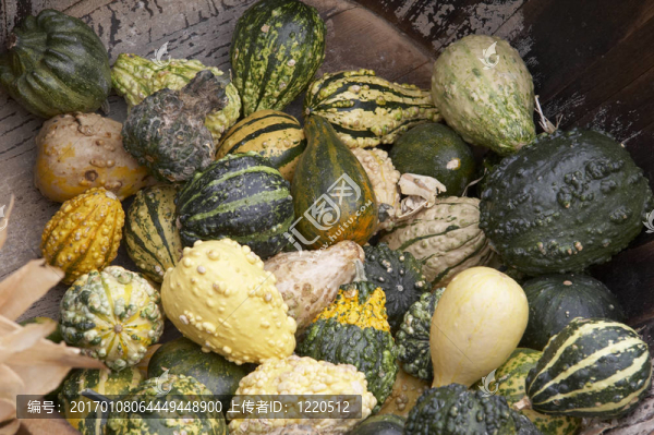 綠色和wihite,Pumpkin
