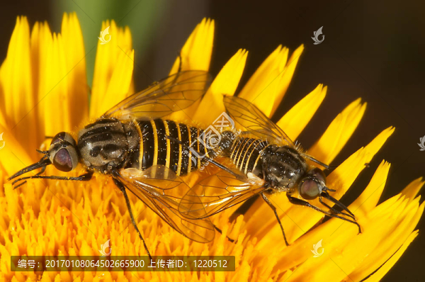 dipterons