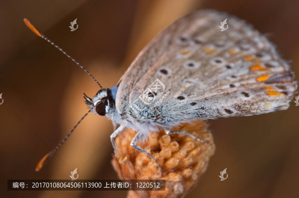 蝴蝶