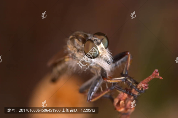 殺手飛