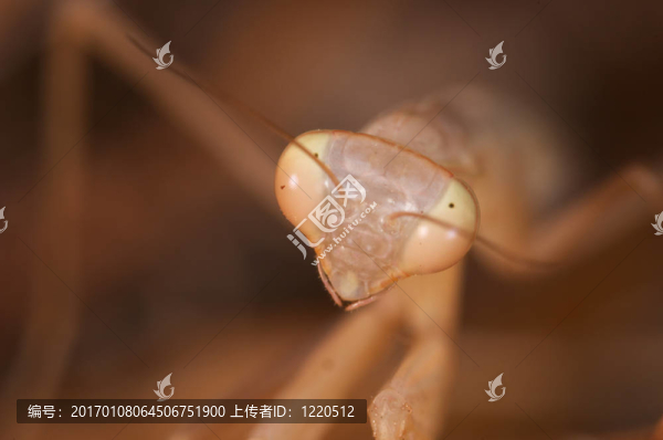 螳螂