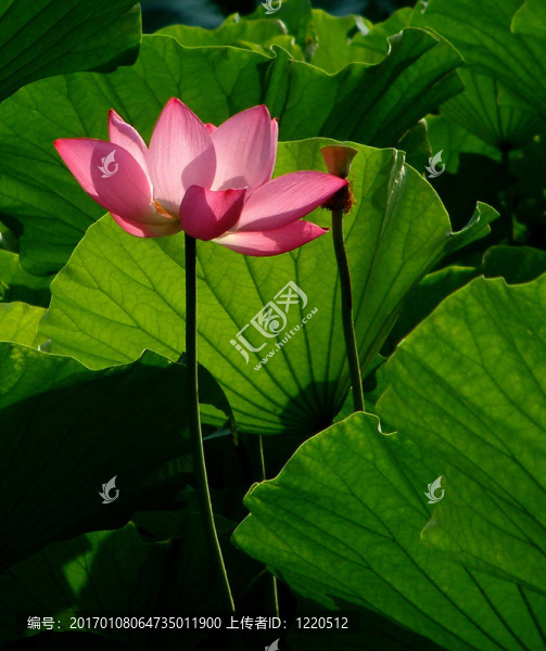 蓮花