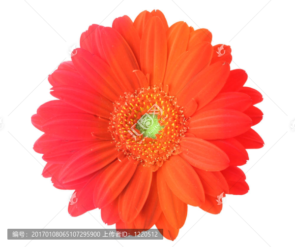 五彩的鮮花