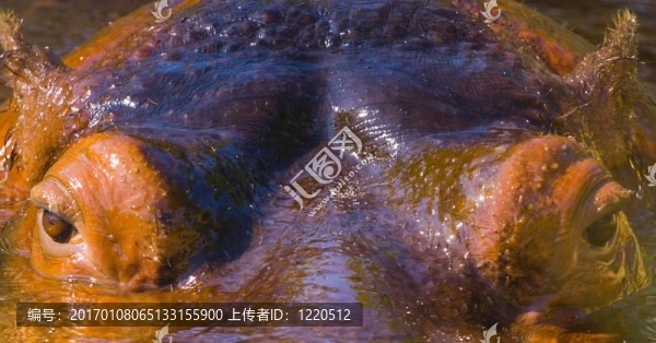 河馬