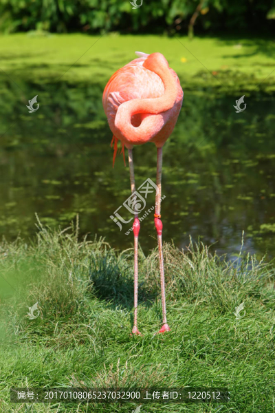 火烈鳥(niǎo)