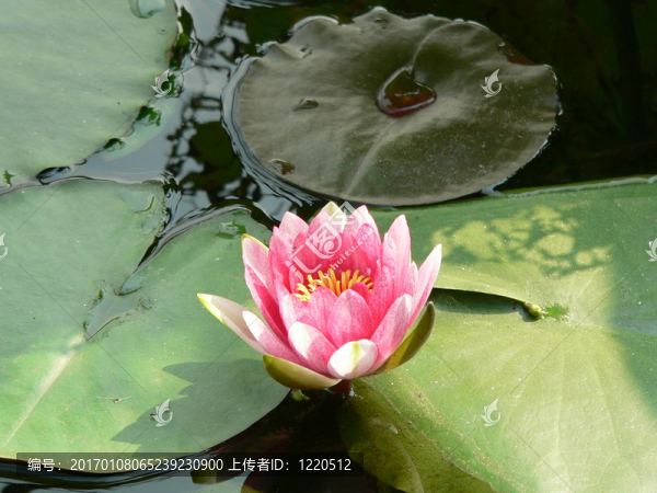 蓮花