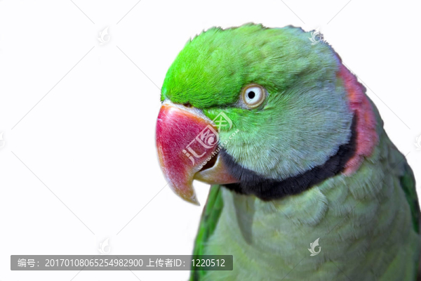 孤立的鸚鵡