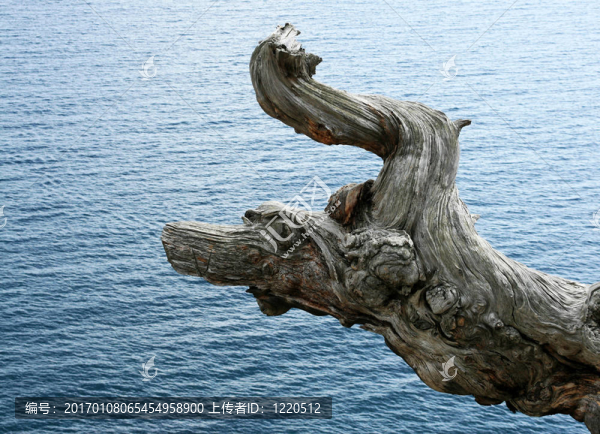 海龍