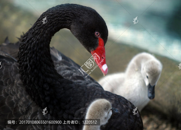 天鵝雛鳥(niǎo)