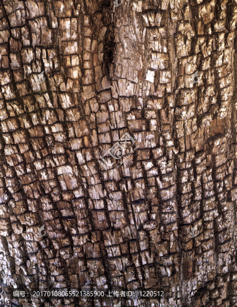 alligatorjuniper