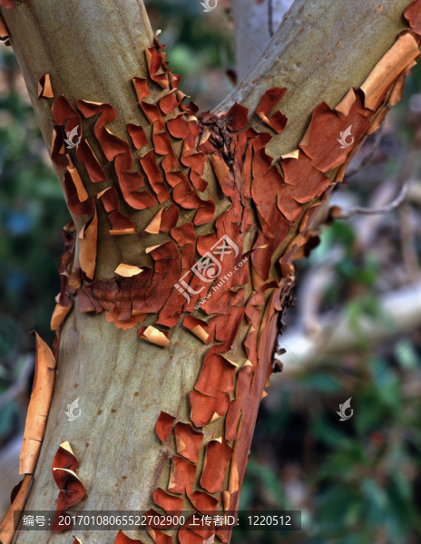 ybranchbark