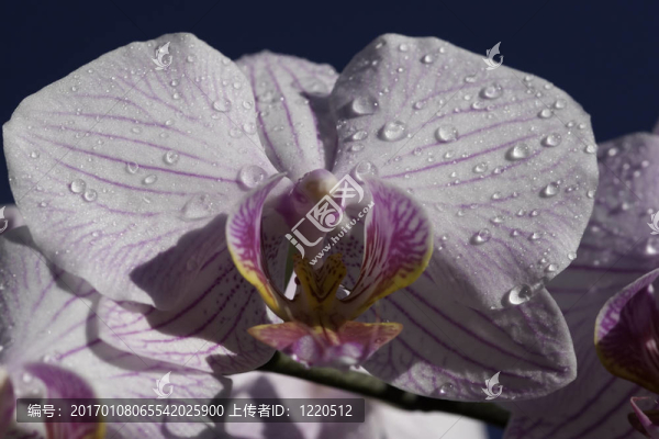 白蘭花1