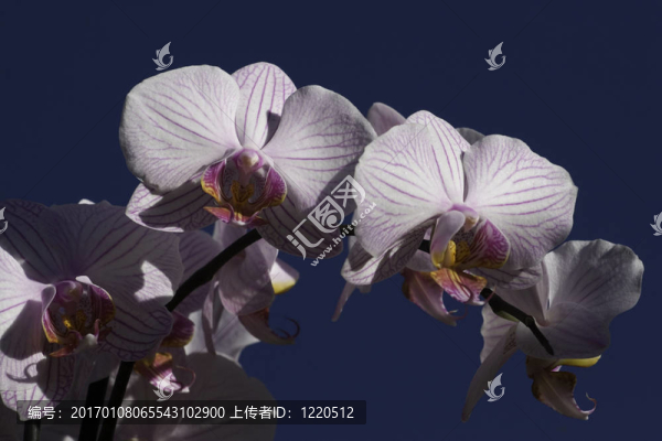 白蘭花4