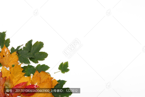 五顏六色的樹(shù)葉