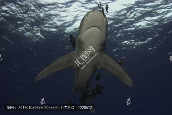 海洋白尖