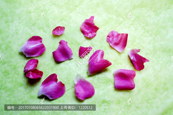粉紅色玫瑰花散布在綠色背景上