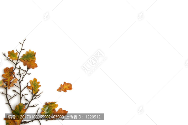 小枝