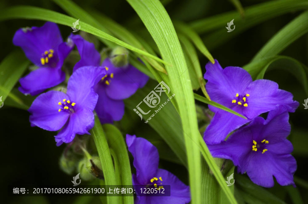 紫露草