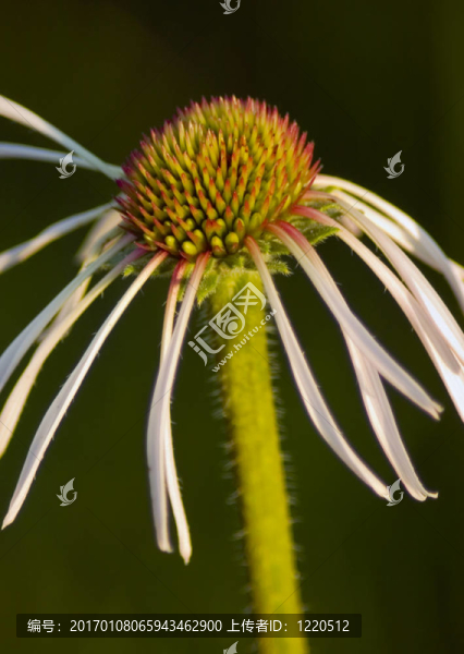 紫松果菊