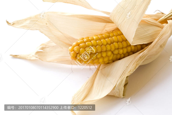 玉米