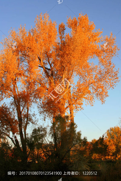 紅色和橙色
