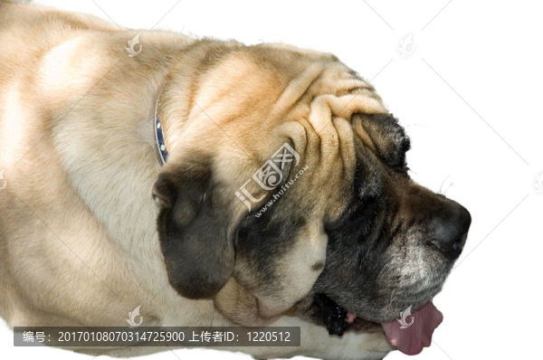 可憐的斗牛犬