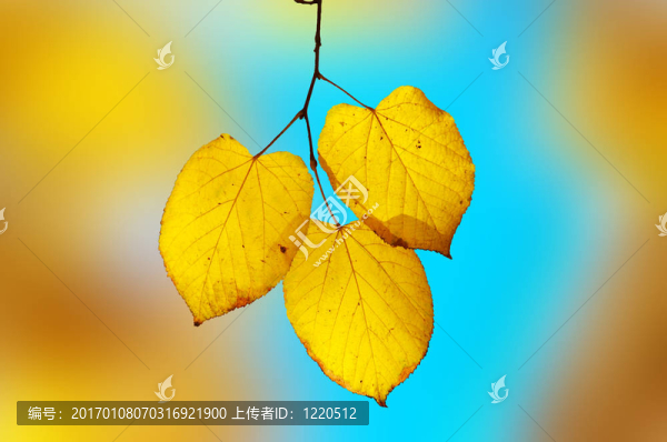 明亮的黃色，藍(lán)色的挽歌。淺景深