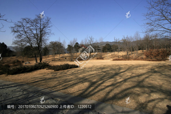 冬季植物場景