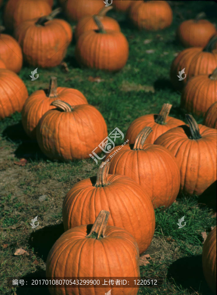 haloween南瓜-匯圖網(wǎng) www.fosd68.com haloween南瓜