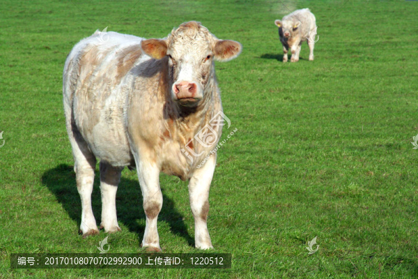 牛