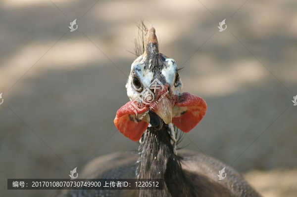 奇怪的鳥