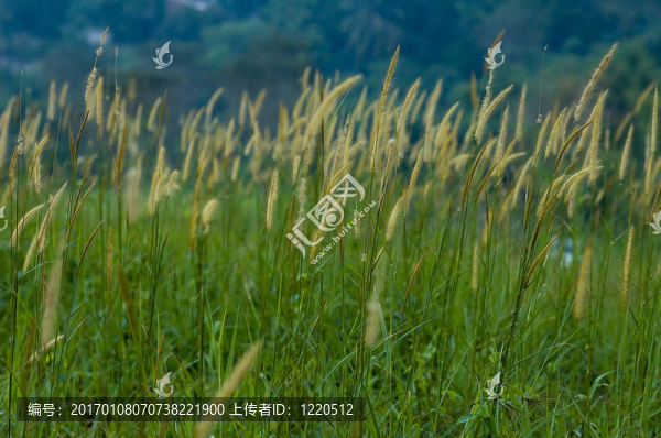 田野草地-匯圖網(wǎng) www.fosd68.com 田野草地