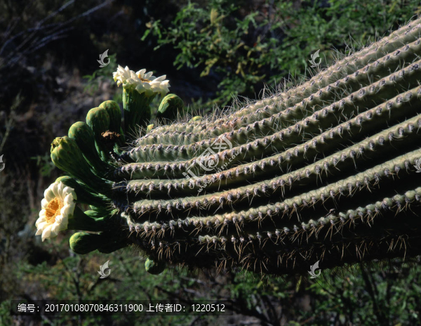 saguarocactusflower3