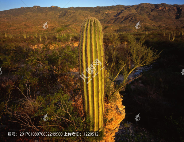 saguarocactus9