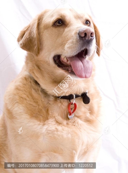 金毛獵犬