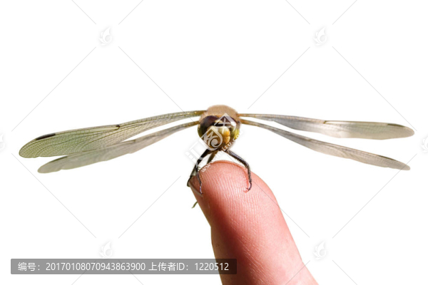 孤立的蜻蜓