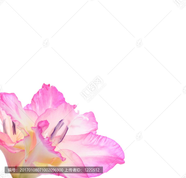 劍蘭