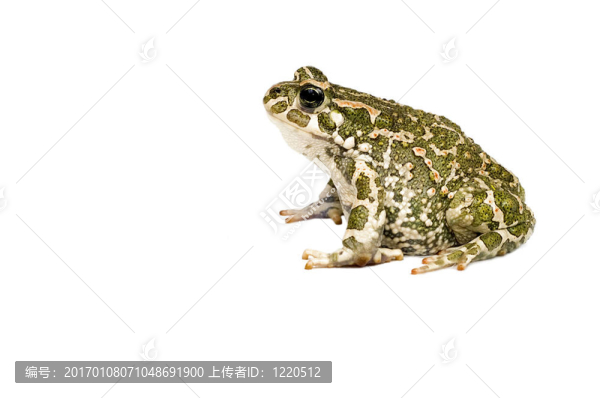 綠蟾蜍