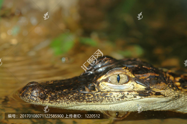 鱷魚露齒而笑