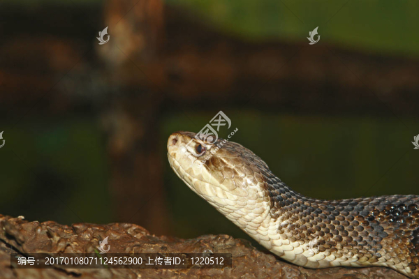 蛇