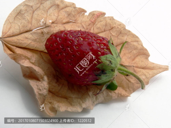 葉和漿果