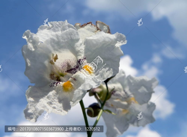 泉栗