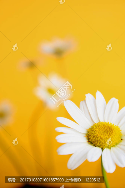甘菊