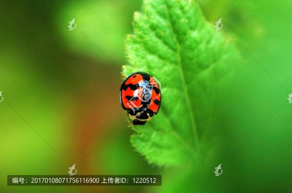 瓢蟲在葉